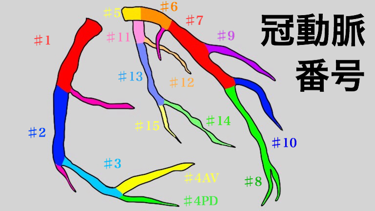 どこからどこまでが何番 冠動脈 Aha分類の正しい見分け方